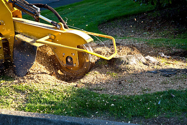 Best Storm Damage Tree Cleanup  in Elida, OH