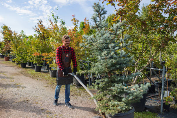 Best Root Management and Removal  in Elida, OH